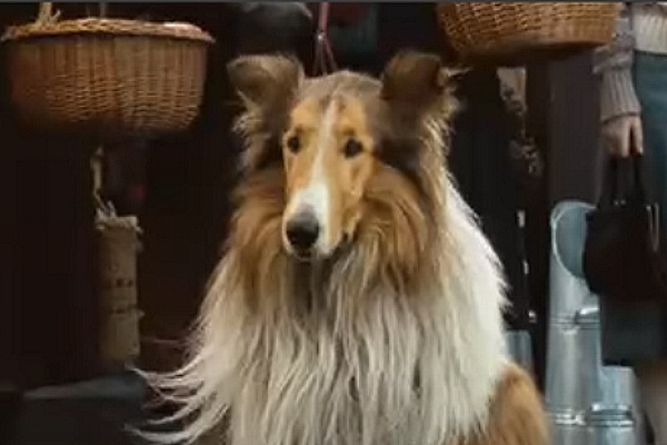 Dog Food Lessons from a Lassie Film